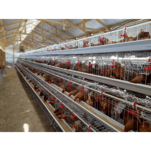 Battery Cages